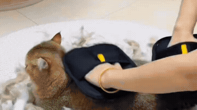 Pet Hair Remover Gloves for Dogs & Cats – Reusable Grooming Mitts for Fur, Lint & Dander